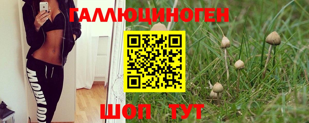 Галлюциногенные грибы Psilocybine cubensis  Иваново 